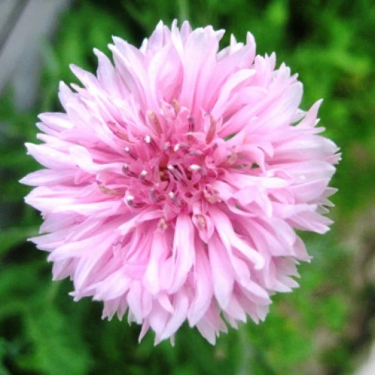 Cornflowers Seeds, Bachelor Button Seeds
