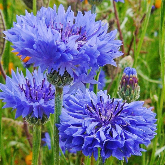 Cornflowers Seeds, Bachelor Button Seeds