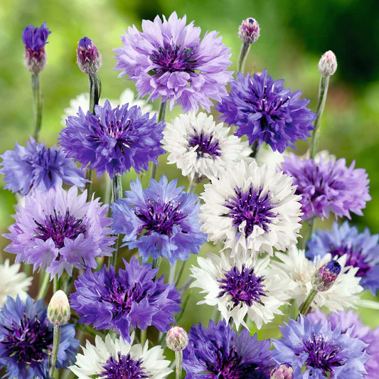 Cornflowers Seeds, Bachelor Button Seeds