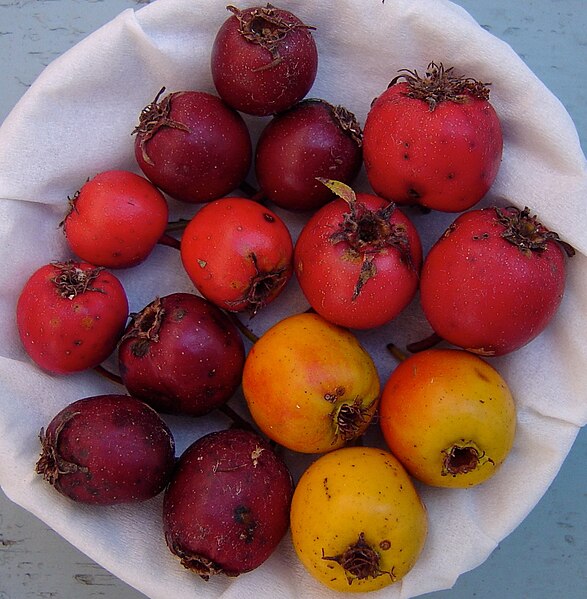 Hawthorn Tree Organic Seeds