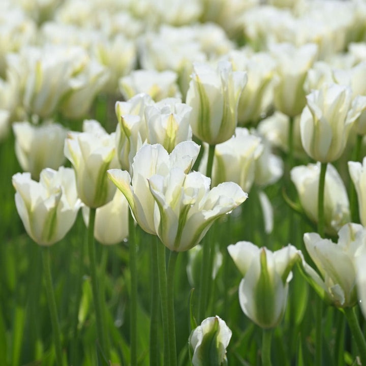 🌷 Classic Tulip Bulbs