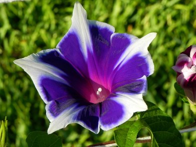 Blue Purple Morning Glory