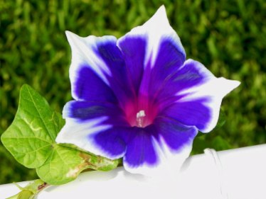 Blue Purple Morning Glory