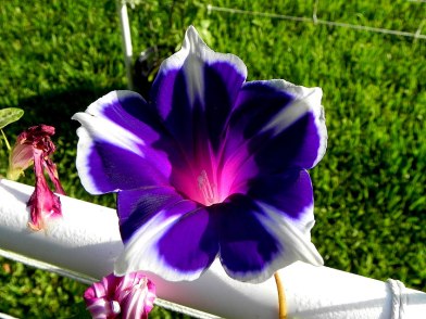 Blue Purple Morning Glory