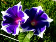 Blue Purple Morning Glory
