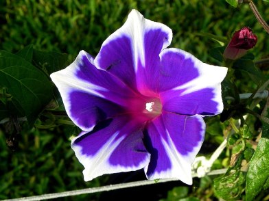 Blue Purple Morning Glory
