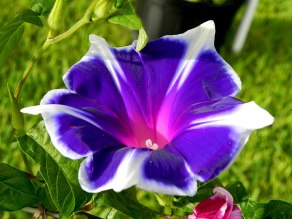 Blue Purple Morning Glory