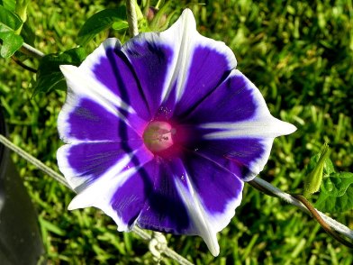 Blue Purple Morning Glory