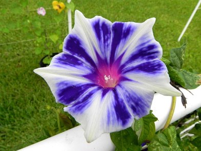 Blue Purple Morning Glory