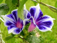 Blue Purple Morning Glory