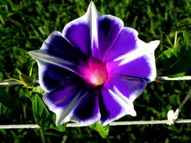 Blue Purple Morning Glory