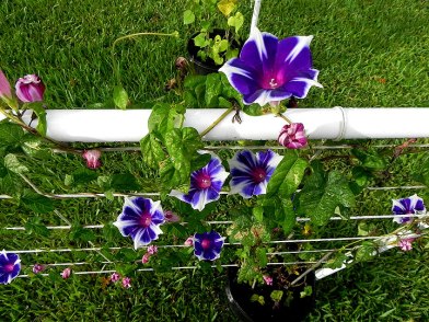 Blue Purple Morning Glory