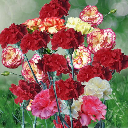 🌸 Mixed Carnation Seeds – Fragrant, Colorful & Easy to Grow 🌸