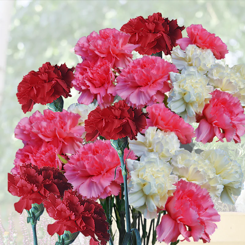 🌸 Mixed Carnation Seeds – Fragrant, Colorful & Easy to Grow 🌸