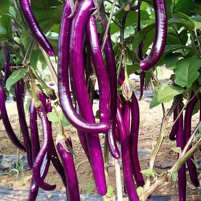 Purple Long Eggplant Seeds – High-Yielding, Tender & Nutrient-Rich