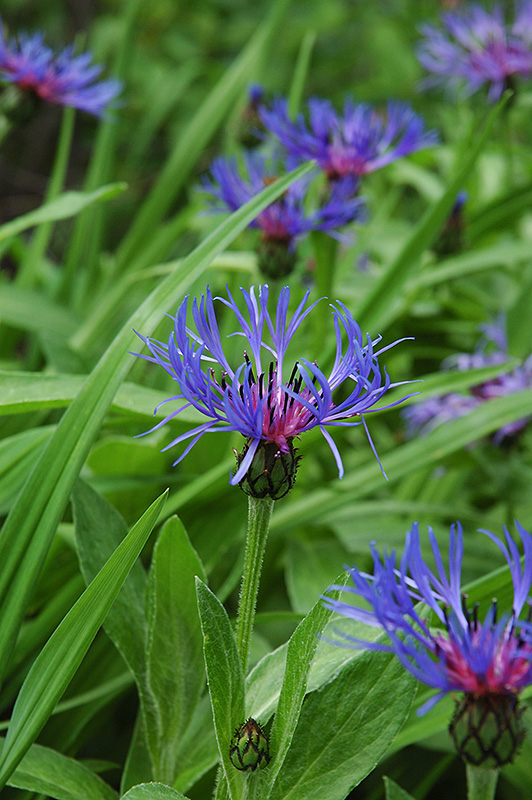 Centaurea montana-chloriseeds