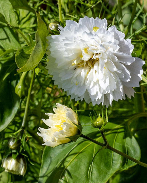 Snow Puff-chloriseeds