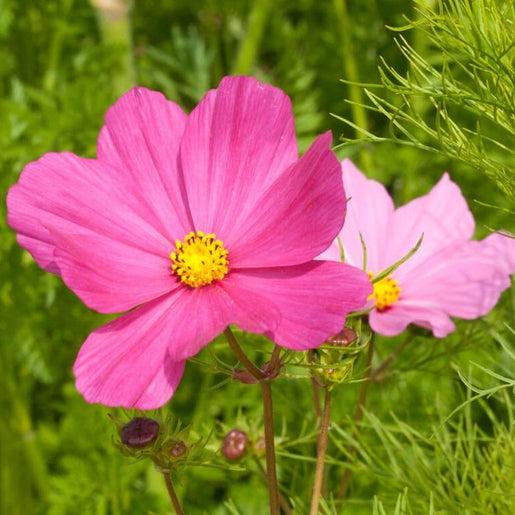 Pink Cosmos-chloriseeds