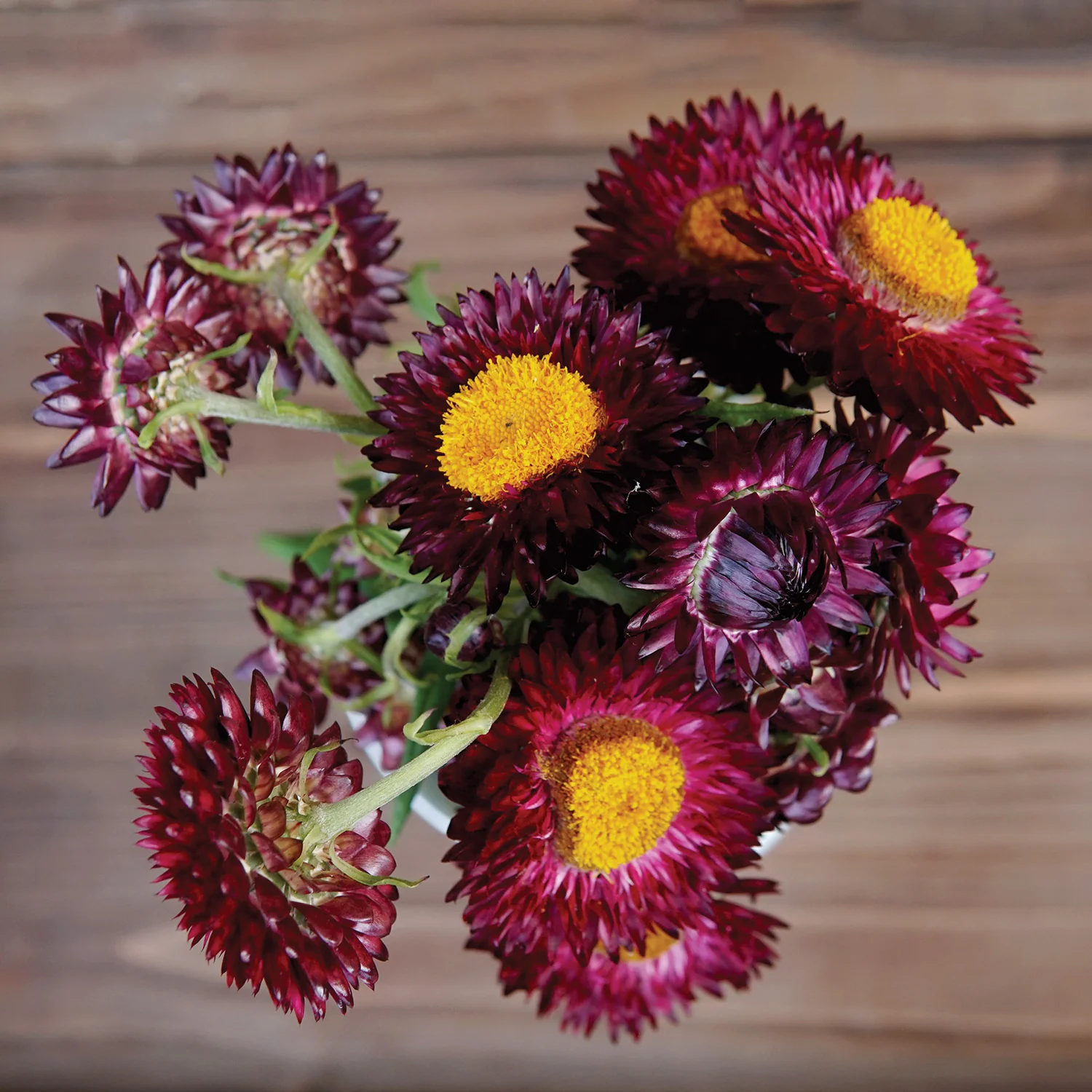 🌼 Strawflower Seeds – Everlasting Beauty for Your Garden! ✨