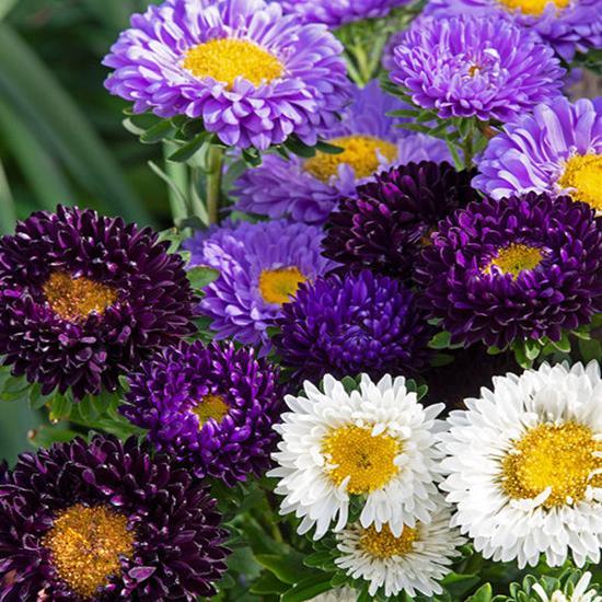 The Blues Mix-chloriseeds