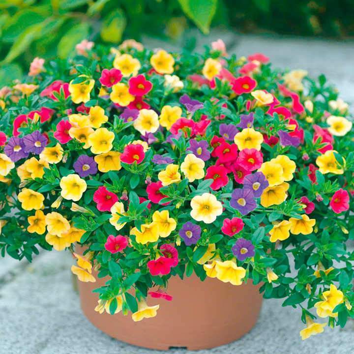 Calibrachoa Paradise Island