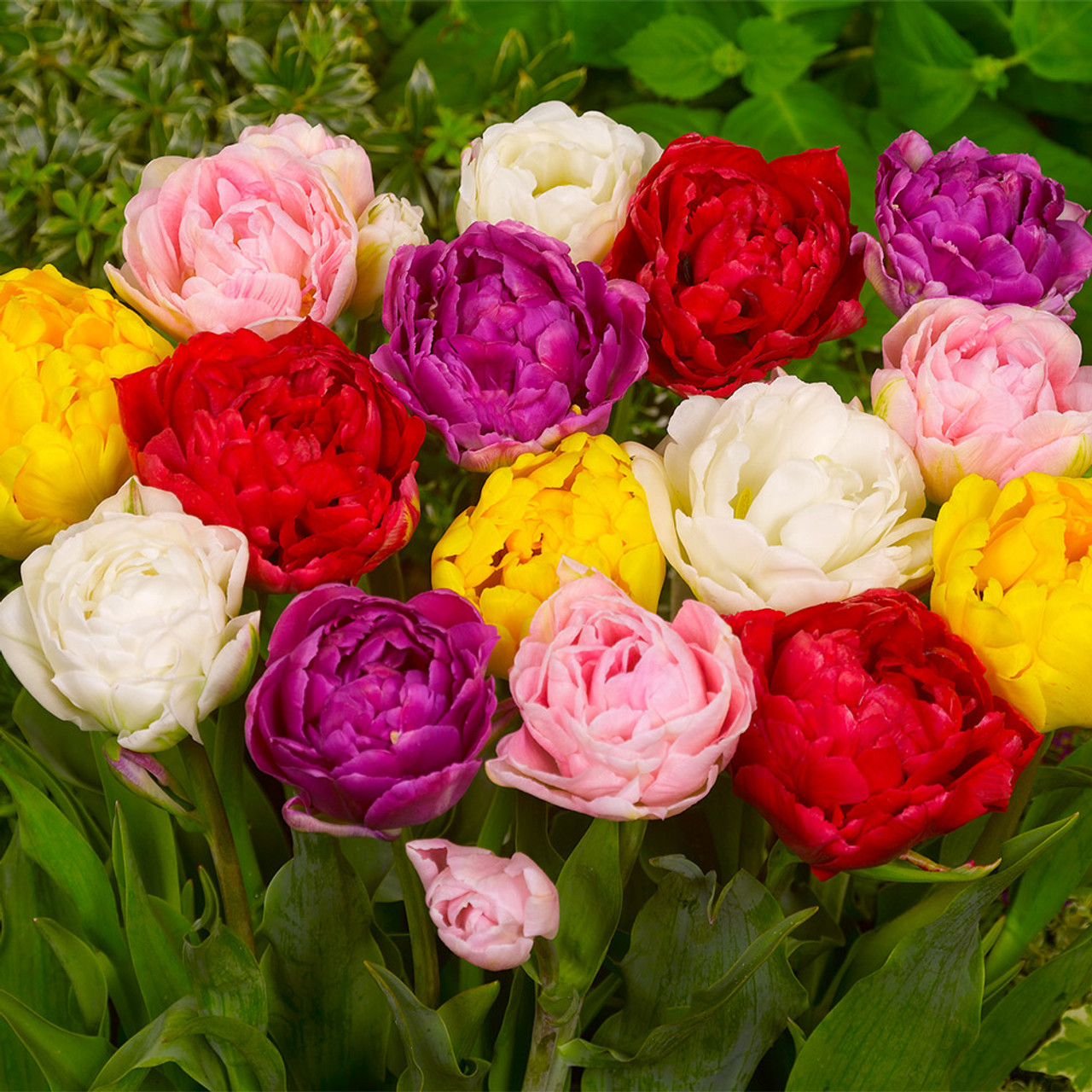 2025NEW🌷Frill Tulip seeds