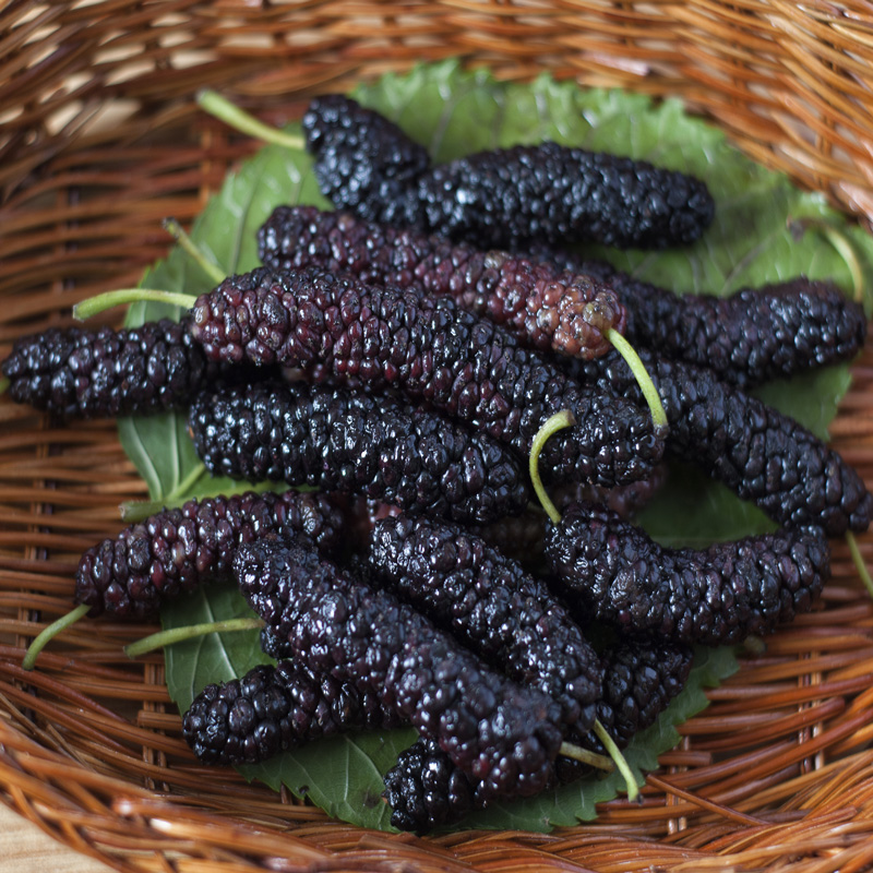 🍇 Long Mulberry Seeds – Sweet, Juicy, and Abundant Harvests!