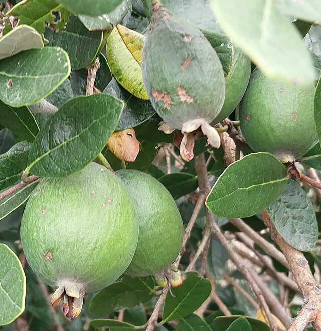 Feijoa Tree Seeds