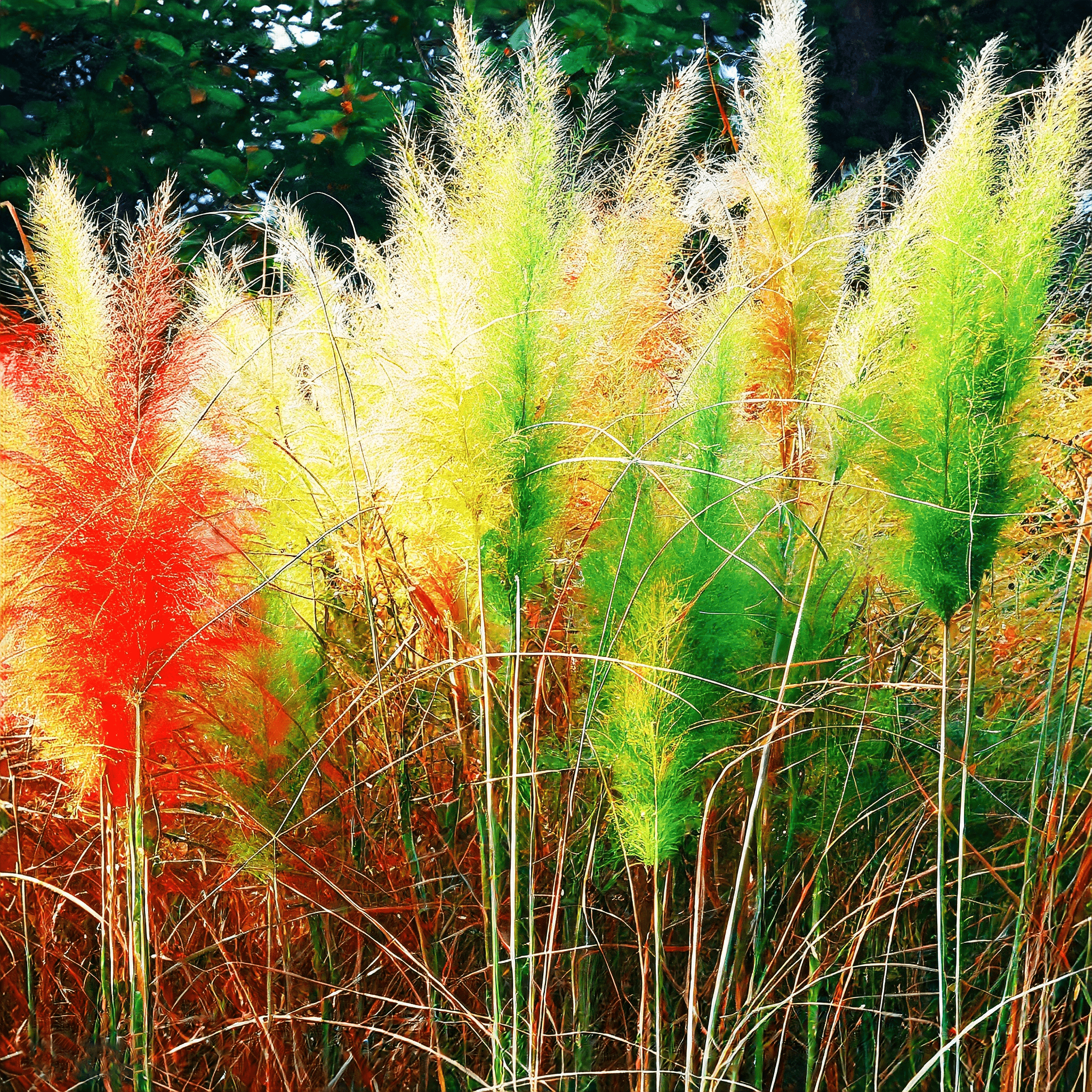 Rainbow Pampas Grass Bonsai Are Very Beautiful Garden Plants Seeds