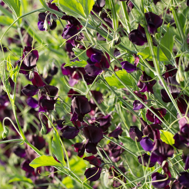 Sweet Pea Flower Seeds 🌸