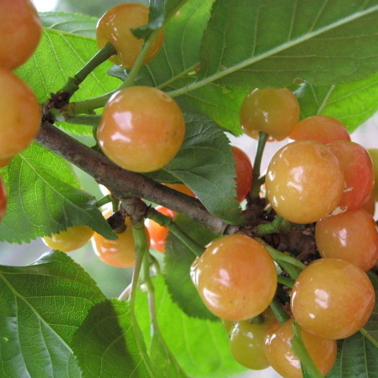 Yellow Merton Sweet Cherry Fruit Seeds(🪴Buy 4 Get 1 Free🌿Can be planted in winter)