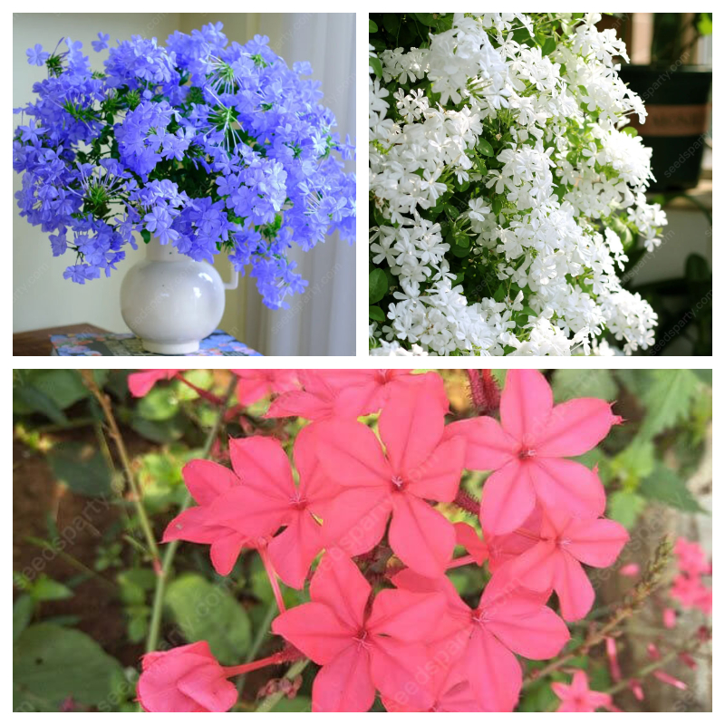 🚀Extremely discounts🌱Blue Plumbago Seeds Easy to Grow with an Extended Bloom Period