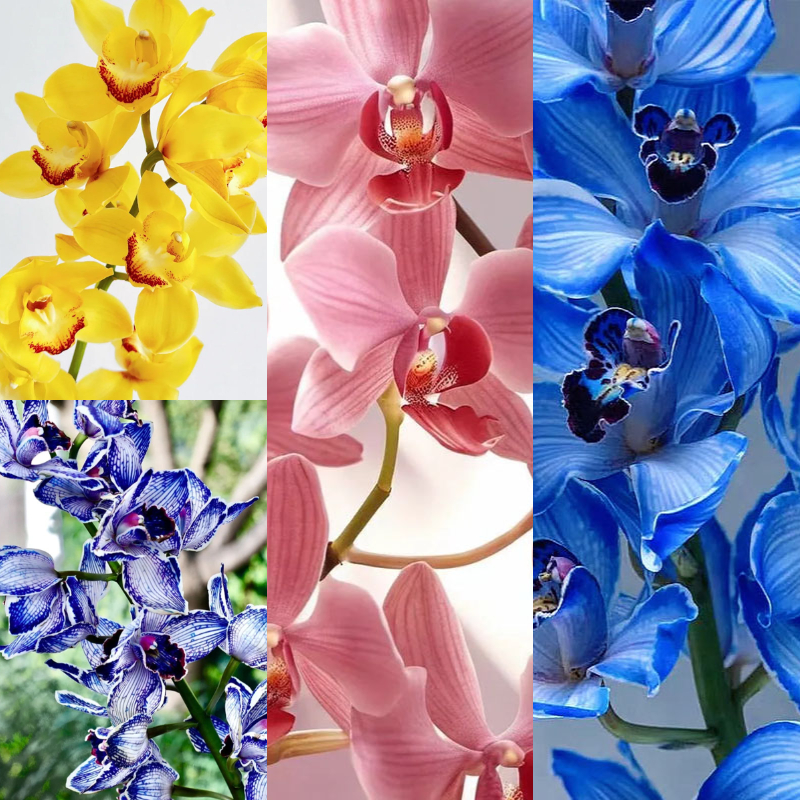 🔥57%OFF Cymbidium Orchid Seeds🪴Rare Cymbidium Seeds