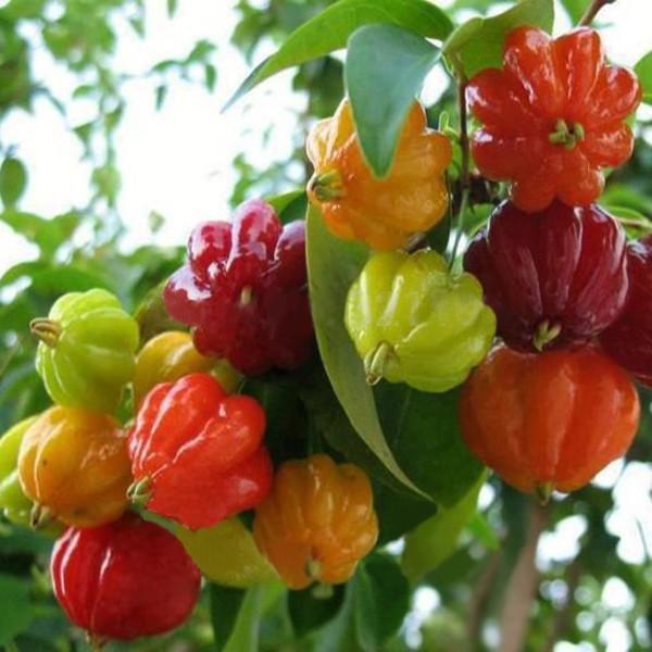 Chinese Ornamental Pepper Seeds Mix Color-chloriseeds