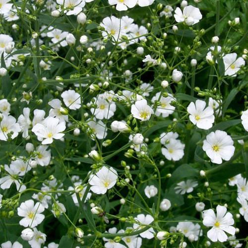 100pcs Gypsophila seeds Baby’s Breath Gypsophila