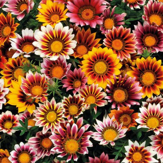 Treasure Flower Mix Seeds