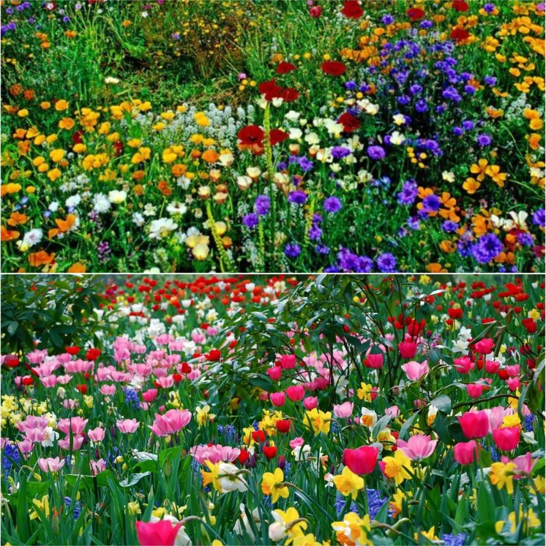 🔥53% OFF Mixed Perennial Flower Seeds – Over 60 Mixed Varieties