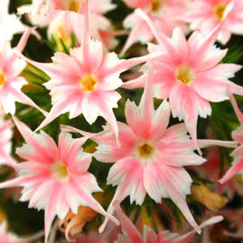 Phlox Seeds Phlox Popstar Rose Eye Seeds F1 Hybrid Garden Flowers