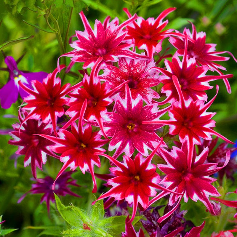 Phlox Seeds Phlox Popstar Rose Eye Seeds F1 Hybrid Garden Flowers