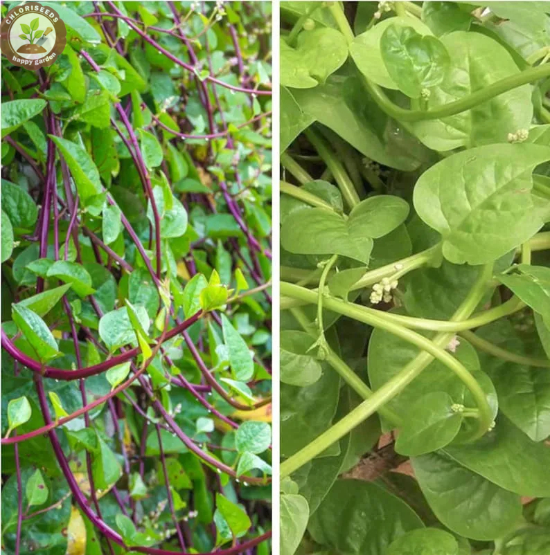 Giant Malabar Spinach