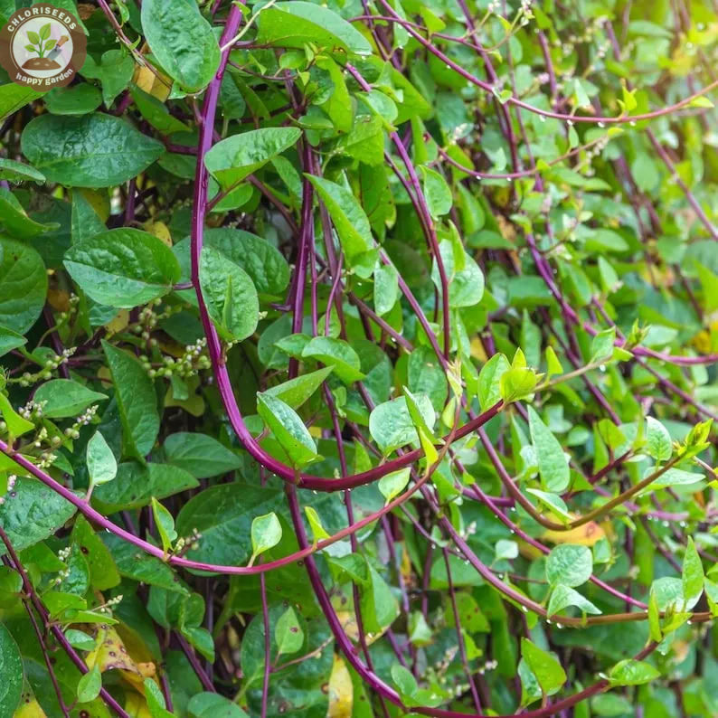 Giant Malabar Spinach