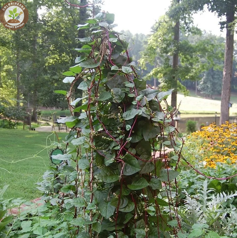 Giant Malabar Spinach