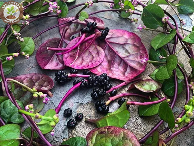 Giant Malabar Spinach