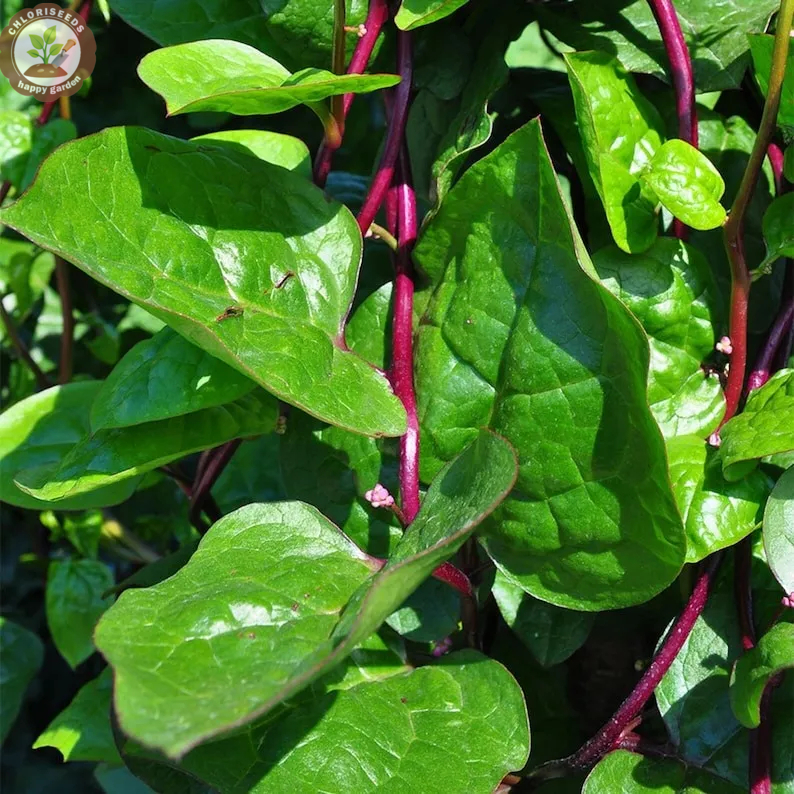 Giant Malabar Spinach