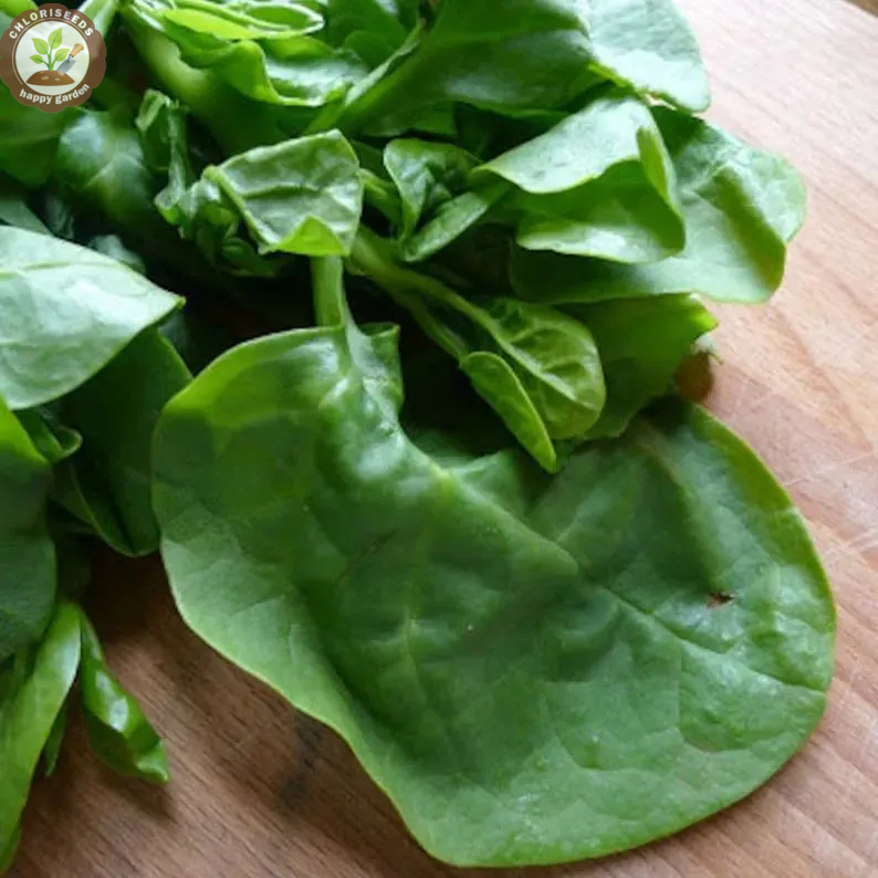 Giant Malabar Spinach