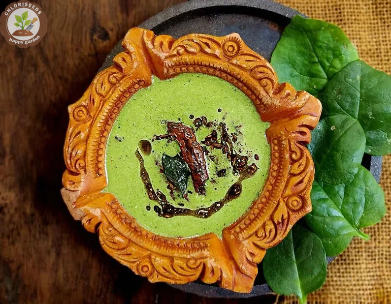 Giant Malabar Spinach