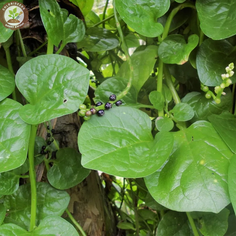 Giant Malabar Spinach