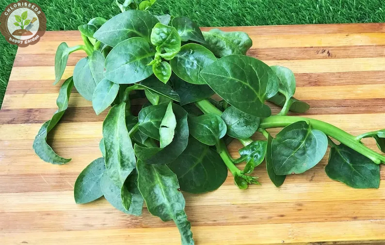 Giant Malabar Spinach