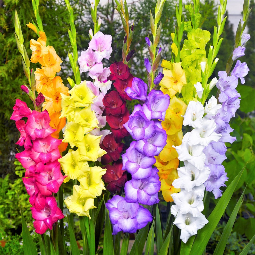 Gladiolus Flower Bulbs