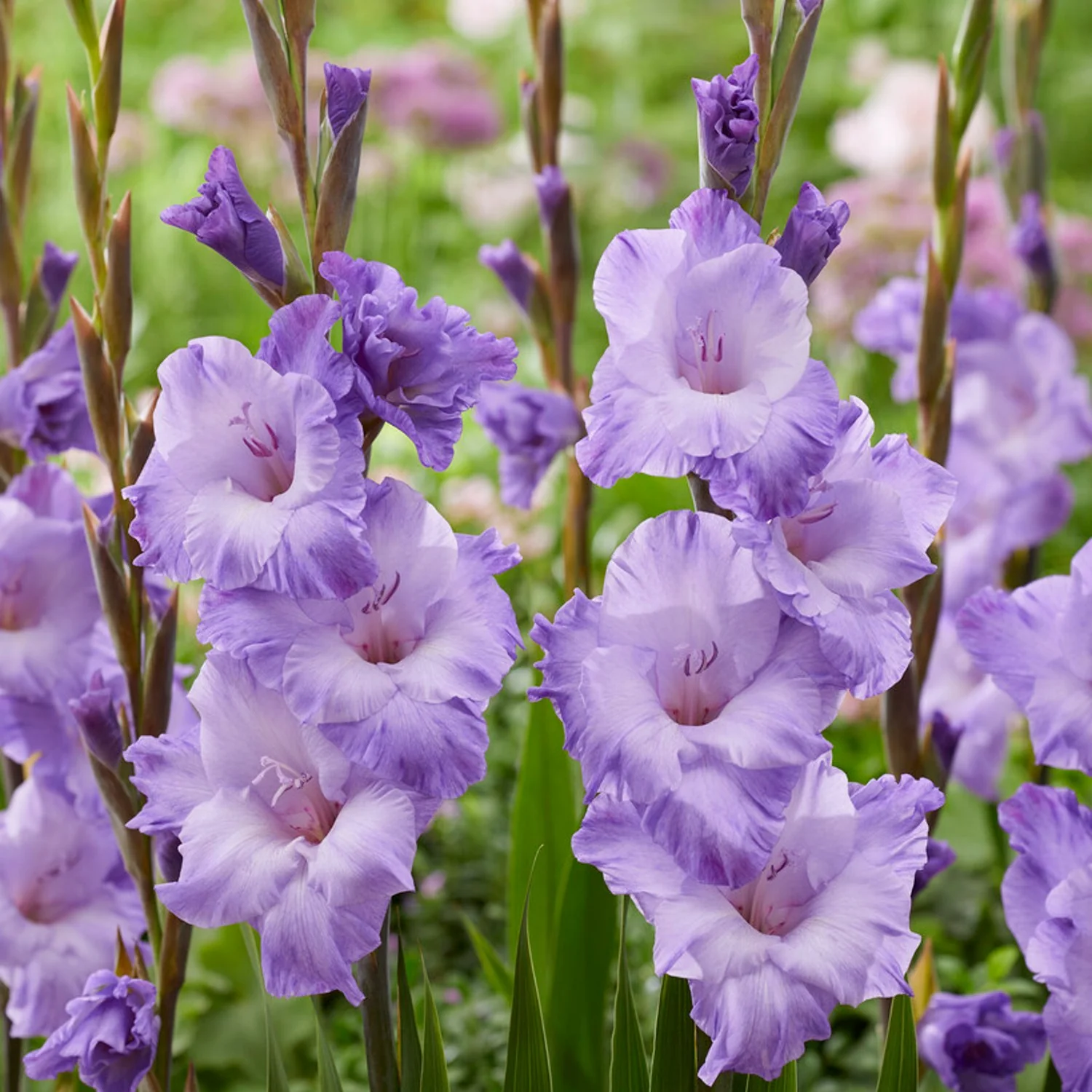 Gladiolus Mix Flower Bulbs